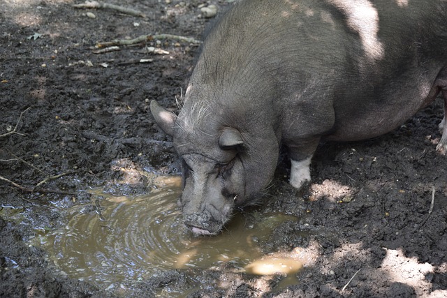 色的发球和 色的发球和